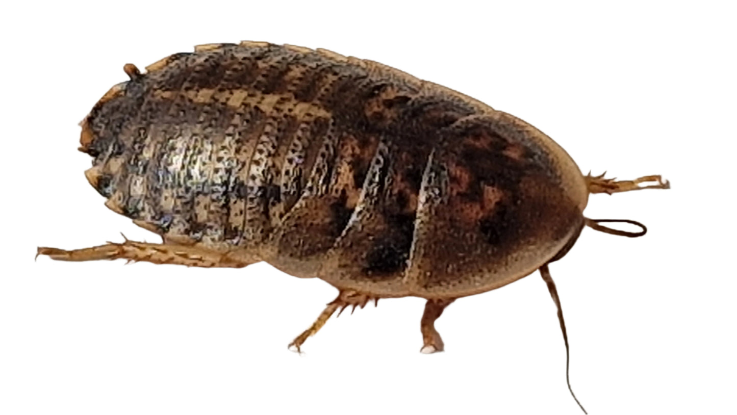 Large Dubia Roach