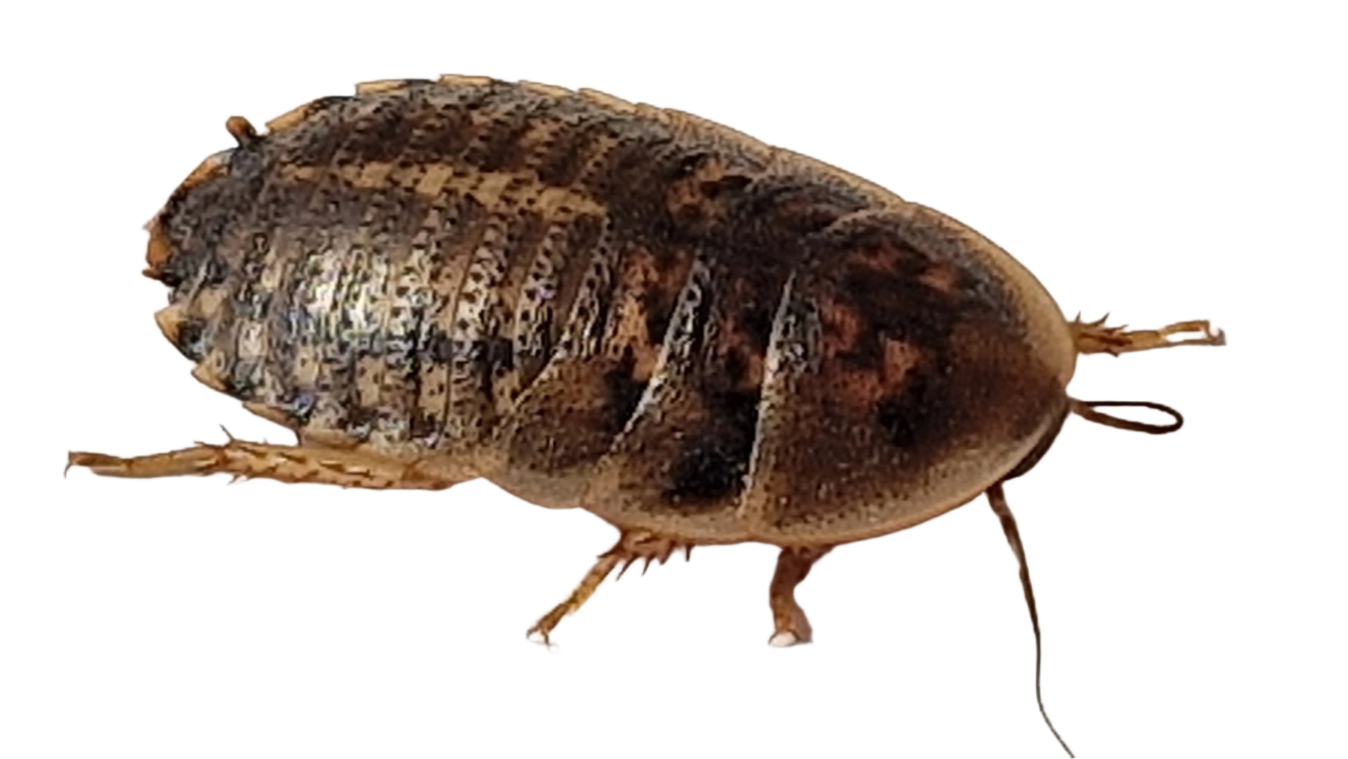 Large Dubia Roach