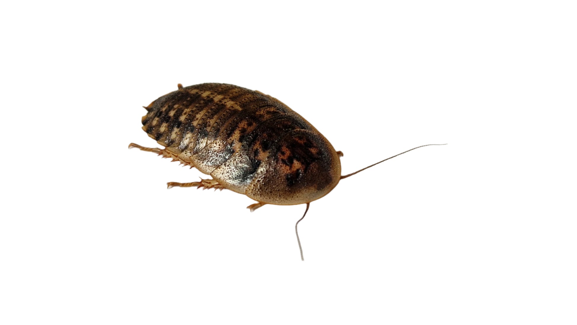 Medium Dubia Roach