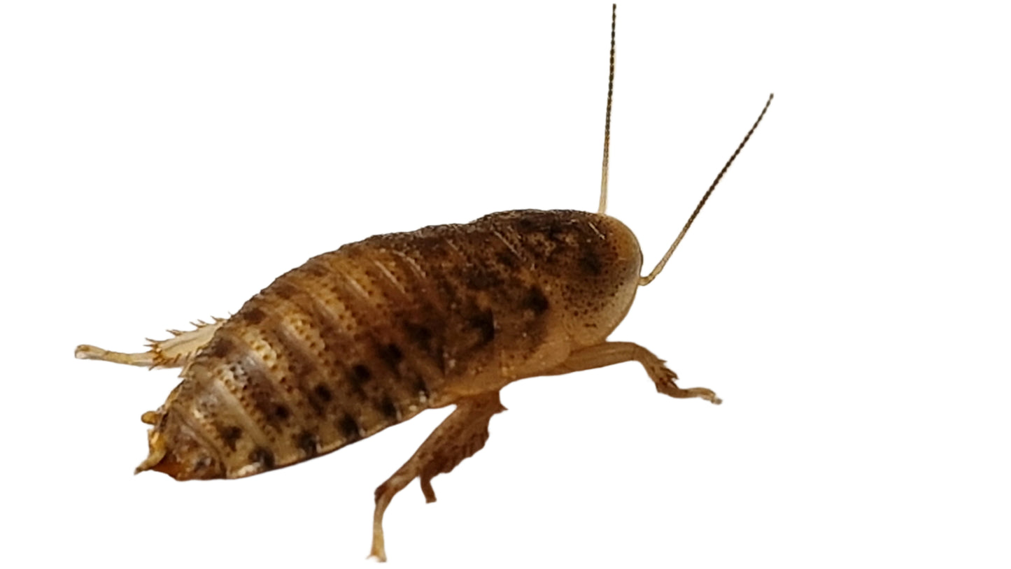 Small Dubia Roach