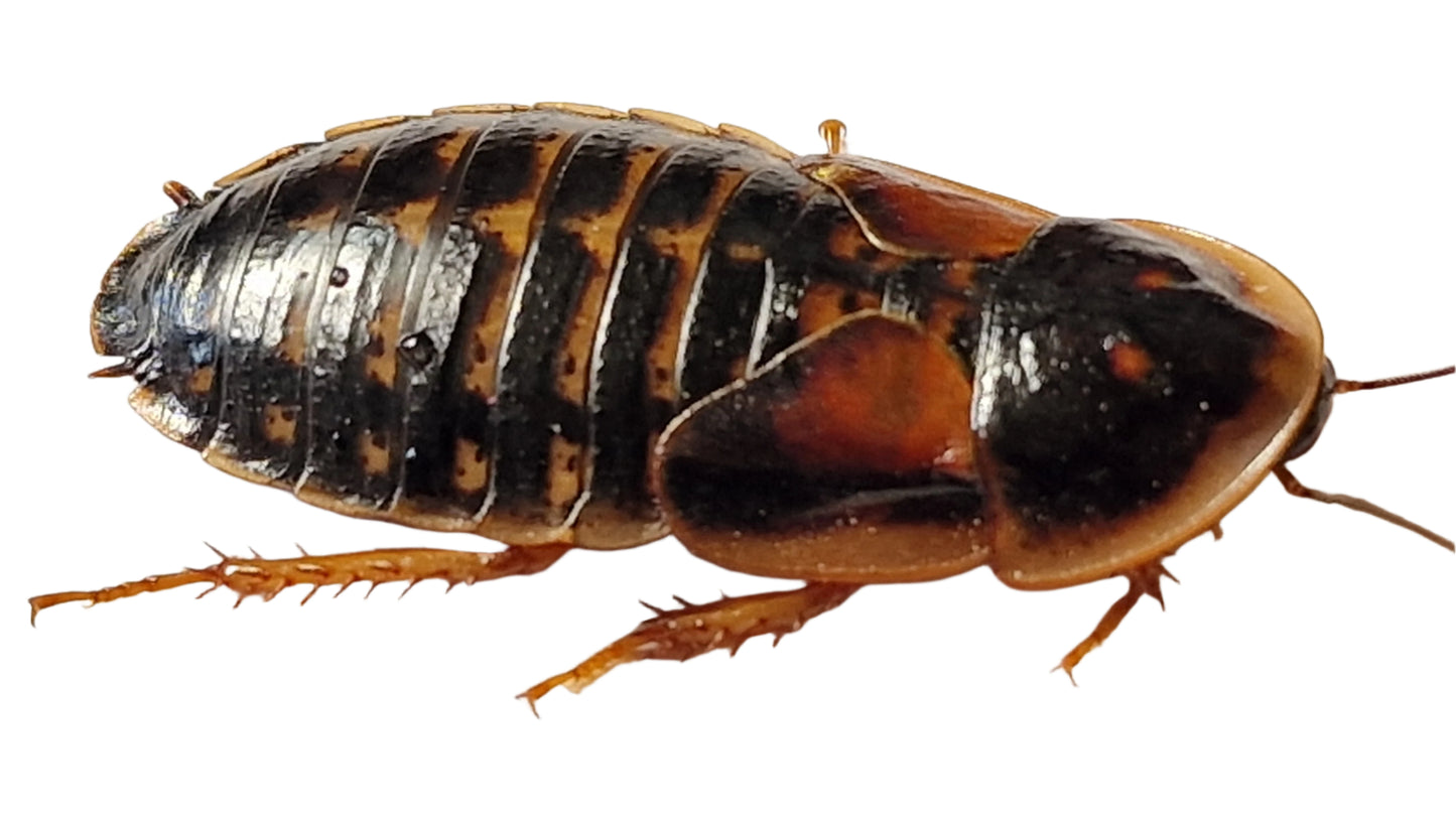 Adult Female Dubia Roach