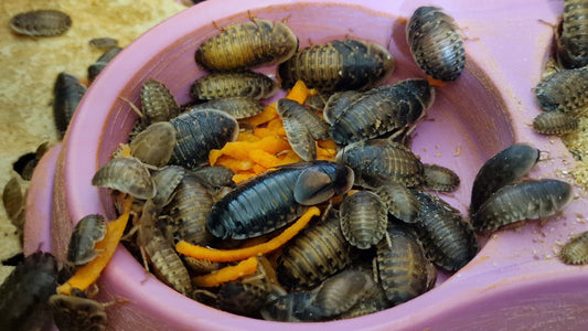 Dubia Roach Colony Eating Carrots 