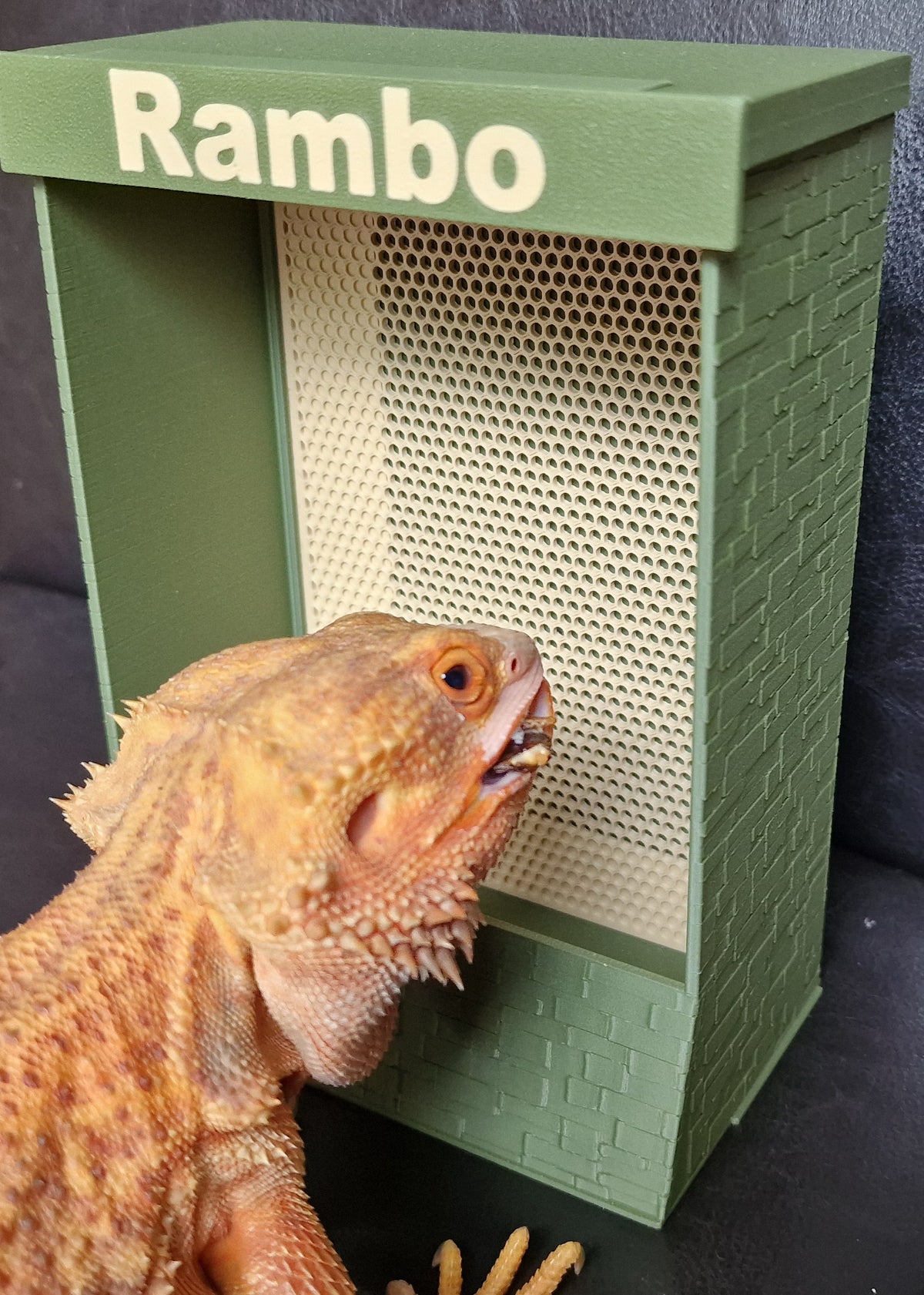 Reptile Eating From Food Bowl