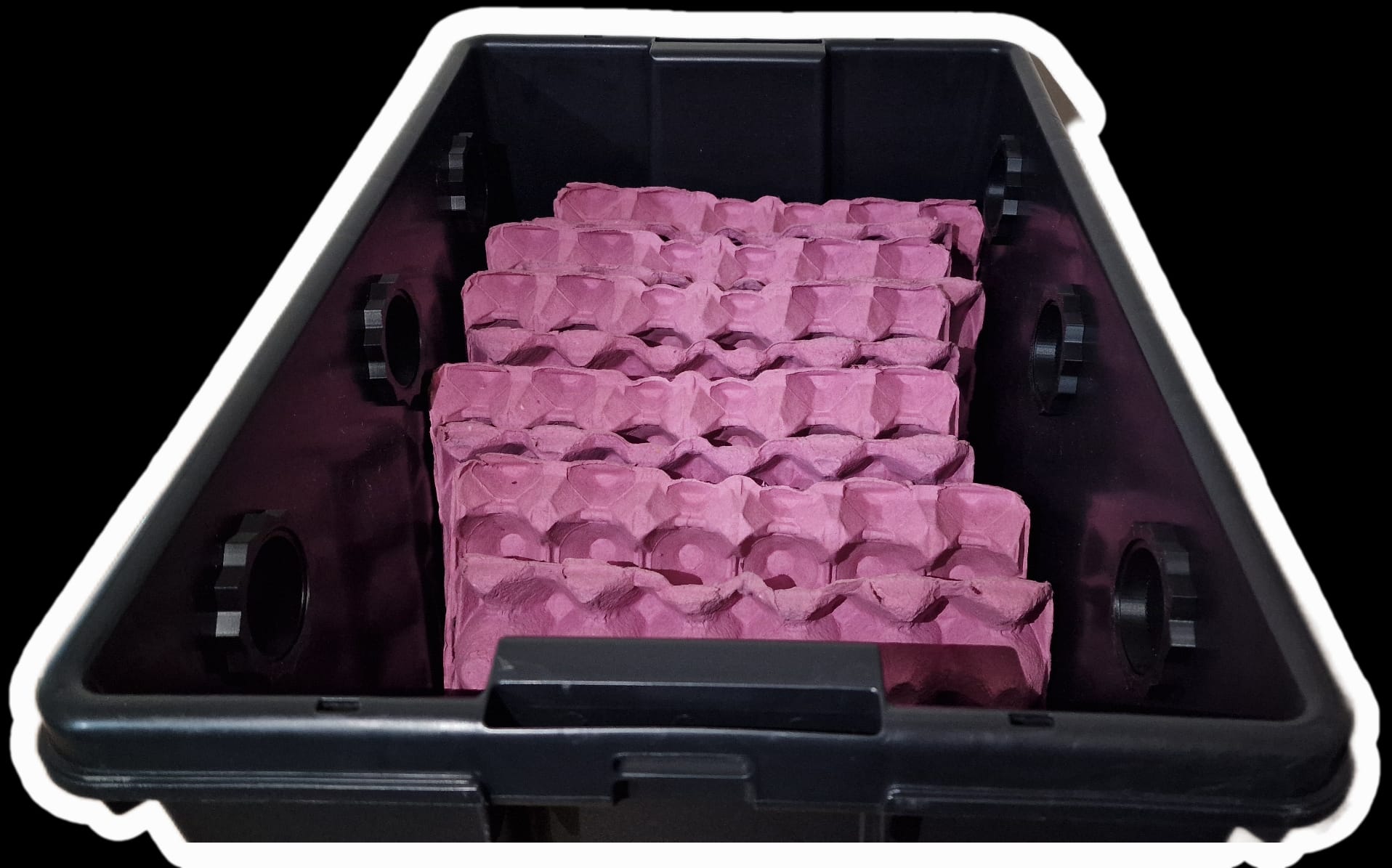 dubia roach enclosure isopod