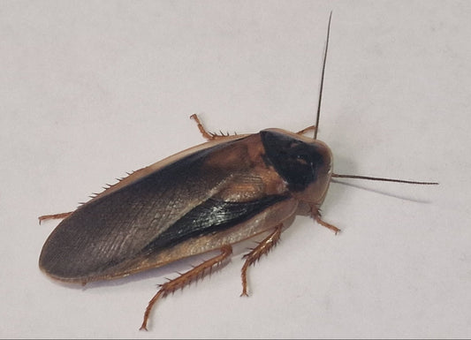 Adult Male Dubia Roach